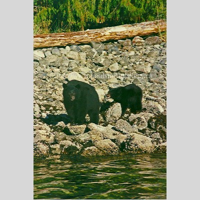 Female Black Bear And Cub Wildlife Photo